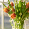 bouquet of orange tulips in a glass vase.