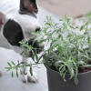 Black and white boston terrier puppy sniffing houseplant on white carpeted floor