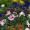 Feature Gardens Feature Gardens