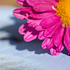 Flower Flower