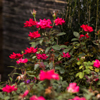 Flowers Thumbnail Flowers Thumbnail