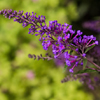 Garden thumbnail Garden thumbnail