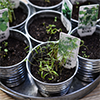 Herbs Herbs
