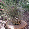 Planter Planter