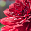 RedFlower-Thumb Red Flower