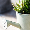Succulent Succulent