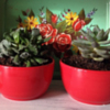 Succulents Succulents