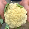 a fresh head of cauliflower held in someones hands