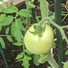 A green tomato on the vine