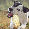 dog chewing food dog chewing food