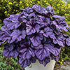 Dolce Wildberry Heuchera-thumbnail