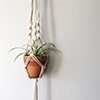 Hanging-plant-thumbnail