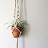 Hanging-plant-thumbnail Hanging-plant-thumbnail