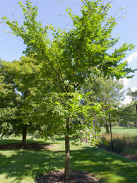 ‘Valley Forge’ American Elm 