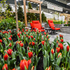 100-Garden Garden with red tulips
