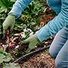 planting Thumbnail