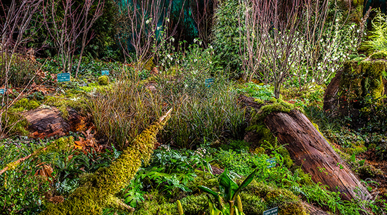 The Hoh: America's Rain Forest The Hoh: America's Rain Forest
