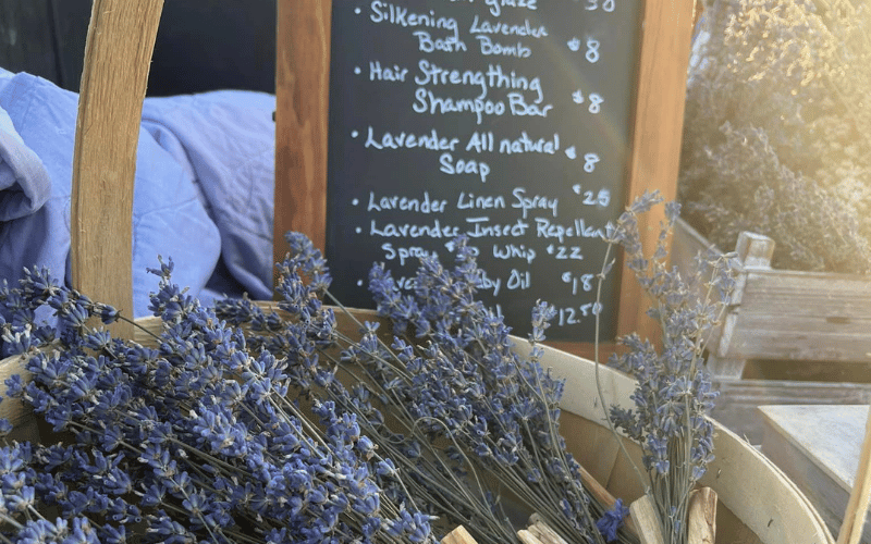 a large bunch of fresh lavender in a straw basket with a chalkboard sign next to it