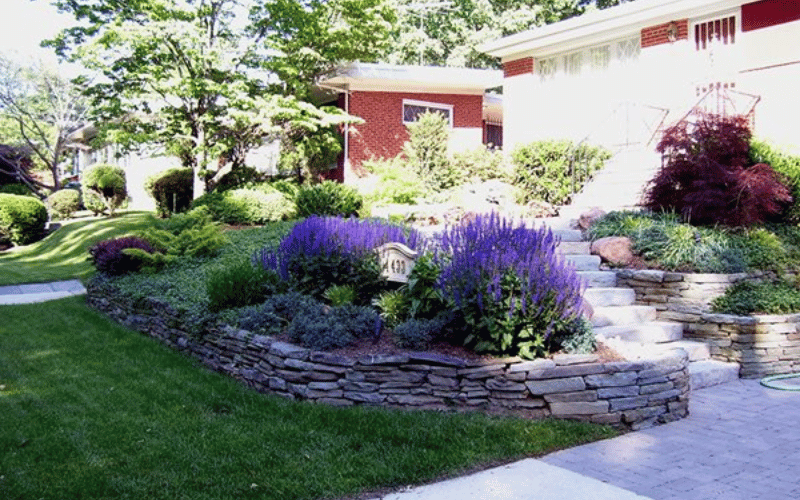 large garden with shrubs and purple flowers 