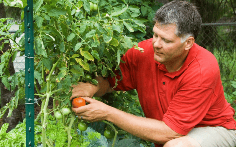 man wearing a red shirt planting a plant in a garden 