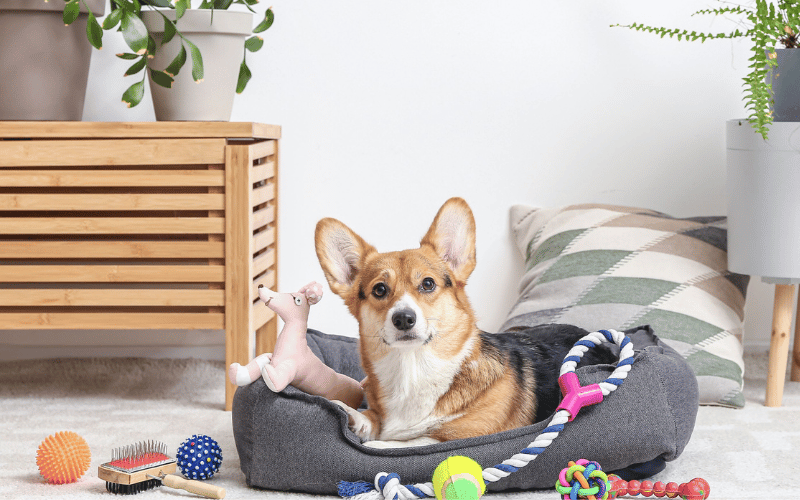 a corgi puppy sitting in a small dog bed with colourful toys on the floor