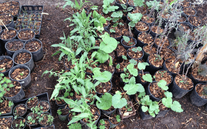 Image of lots of potted Edible Acres plants on the ground on dirt