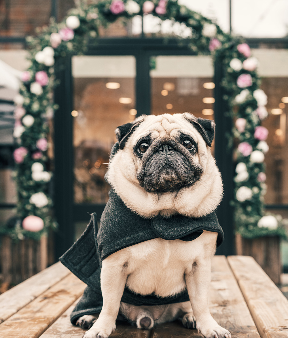 Dog Dressed Up in Costume with Flower Stage