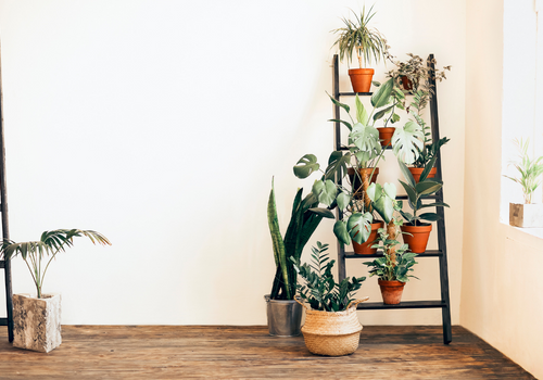 Plants on shelf in white room