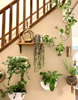 Beige wall with hanging mounted plants at the bottom of a brown wooden staircase