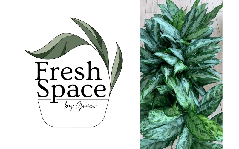Fresh Space by Grace Logo split screen with a close up on a green leafy plant