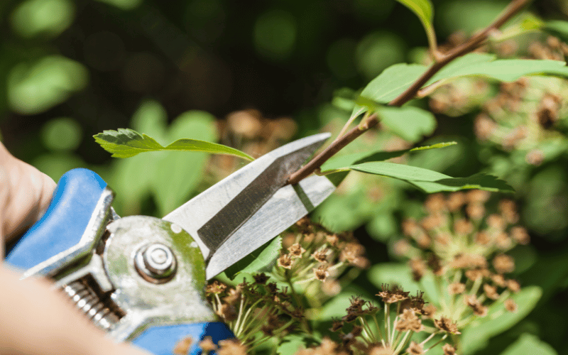 Person holding blue garden pruning tool