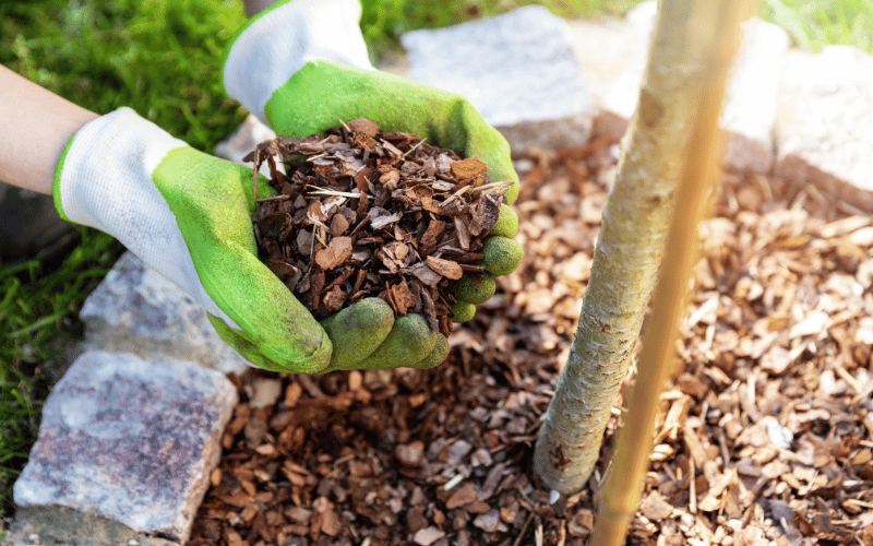 Green and white gardening gloves holding mulch 