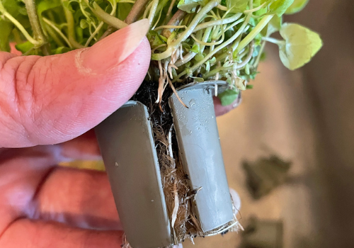 woman's left hand holding smart garden growing herb pod