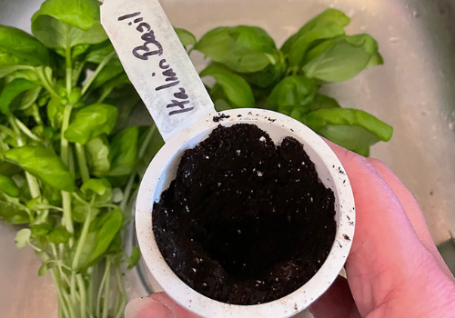 Labelled Italian Basil pod full of soil with fresh herb about to be planted