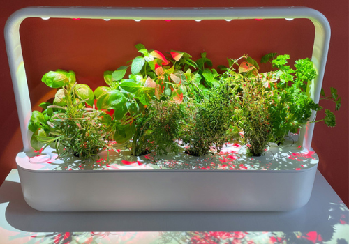 Click and Grow Smart Garden 9 – The Seed Company by E.W. Gaze