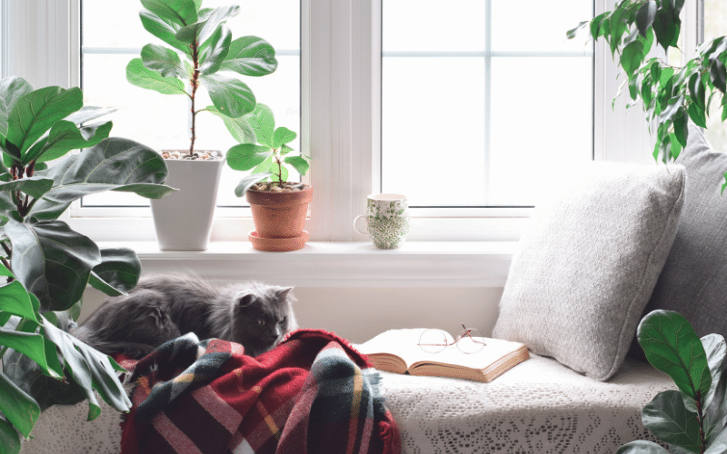 reading nook in bright window. Grey pillows and blankets surrounded by plants, green and white coffee cup, open book with glasses on top, red plaid blanket and fluffy dark grey cat