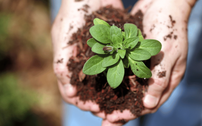 white male hands cupping pile of compost soil with small plant growing out of it
