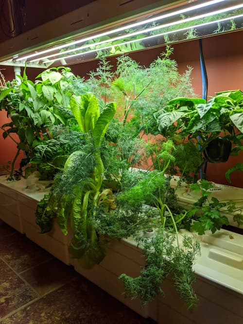green indoor plants