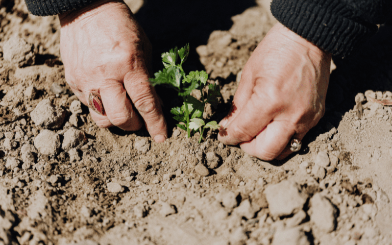 Caucasian male hands planting small green sprout in outdoor clay-like light brown dirt