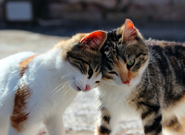 Cats Cats