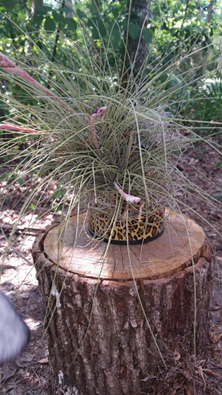 Finished Planter Finished Planter