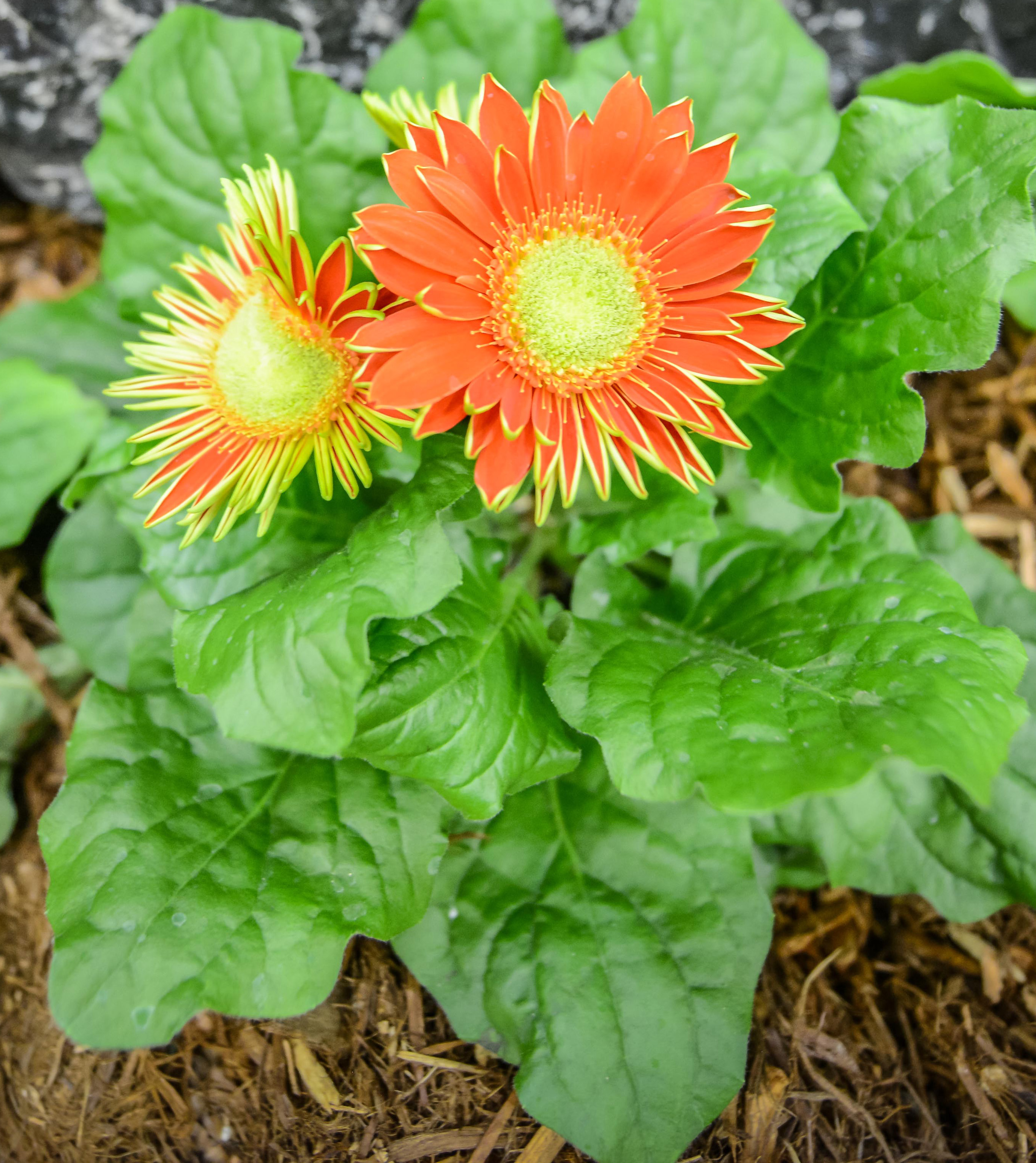 Flower Flower