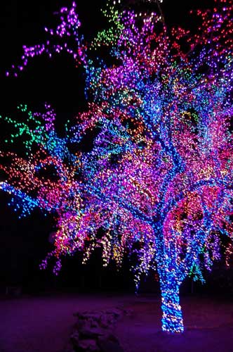 Tree Covered in Christmas Lights