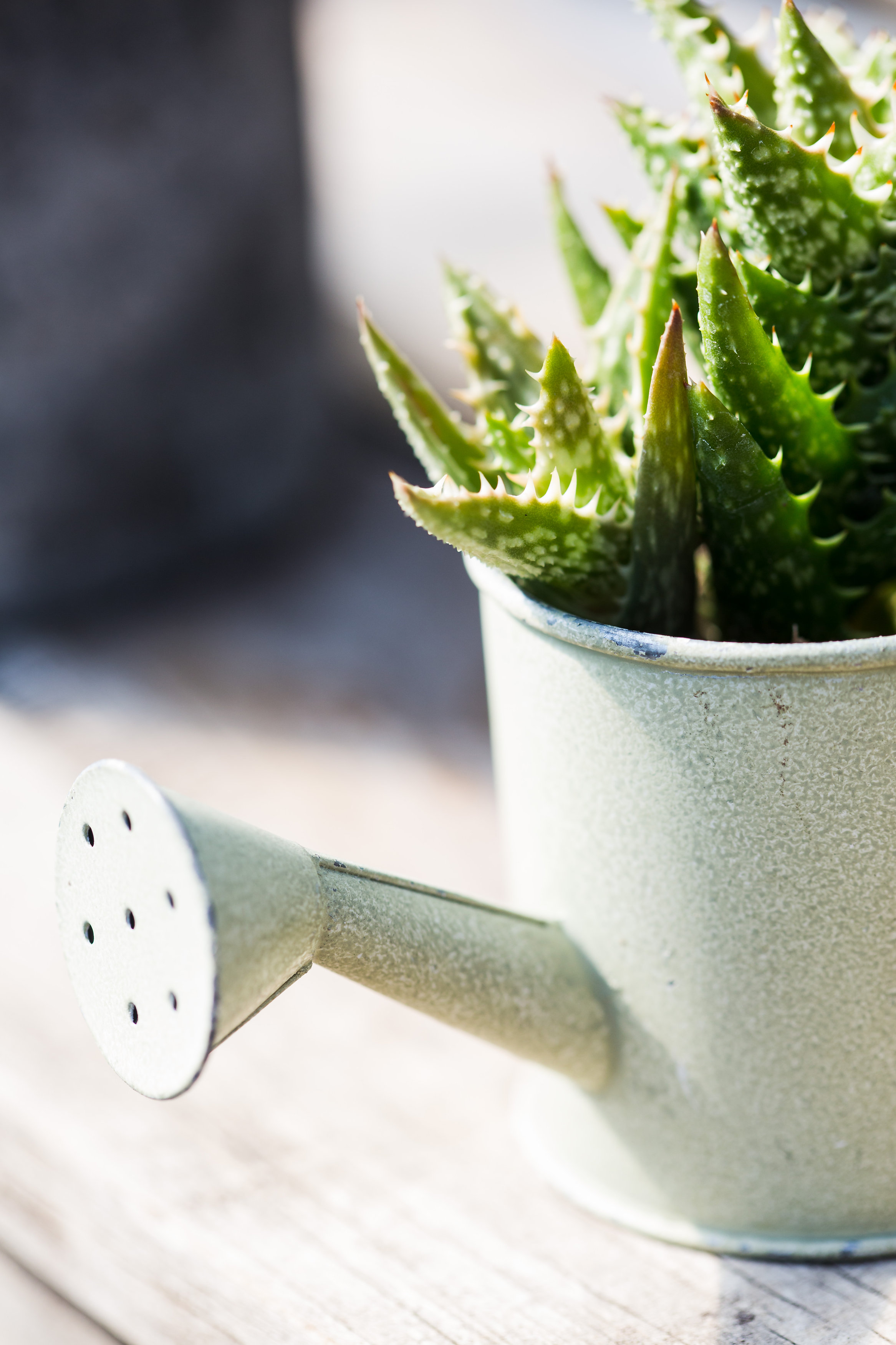 Succulent Pot Succulent Pot