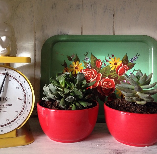 Succulents Succulents