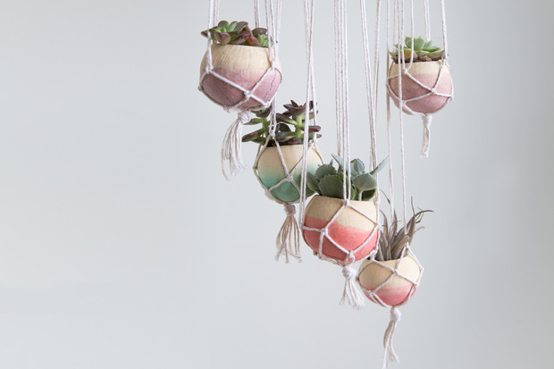 Hanging Plants