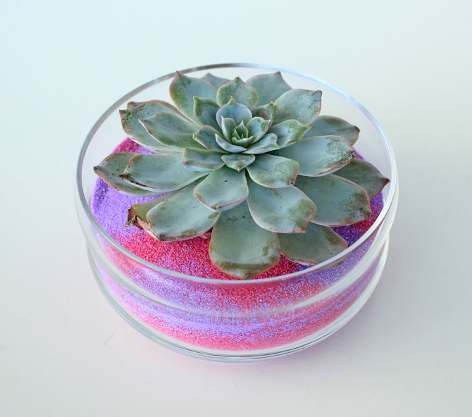 Succulents_Sand Pink Sand
